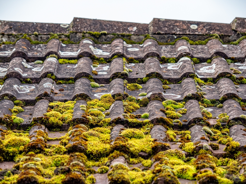 How to Remove Moss From Roof Tiles Safely and Effectively